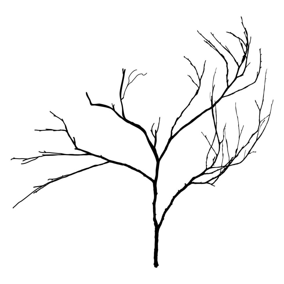 Black Branch Tree or Naked trees silhouettes. Hand drawn isolated illustrations. vector