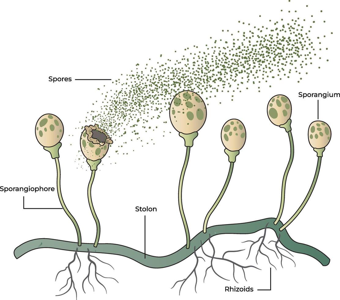 illustration of bread mold anatomy diagram vector