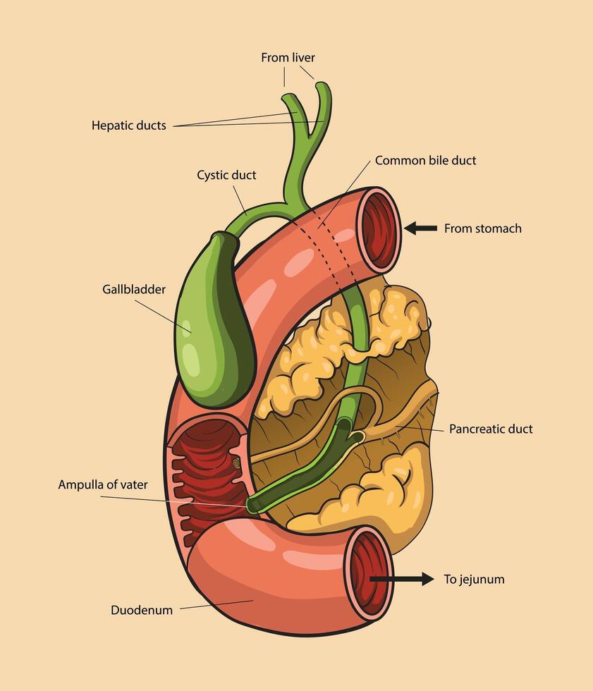 illustration of bile duct diagram vector