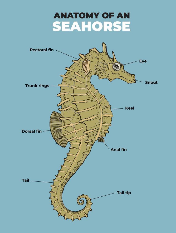 Illustration of sea horse anatomy diagram vector