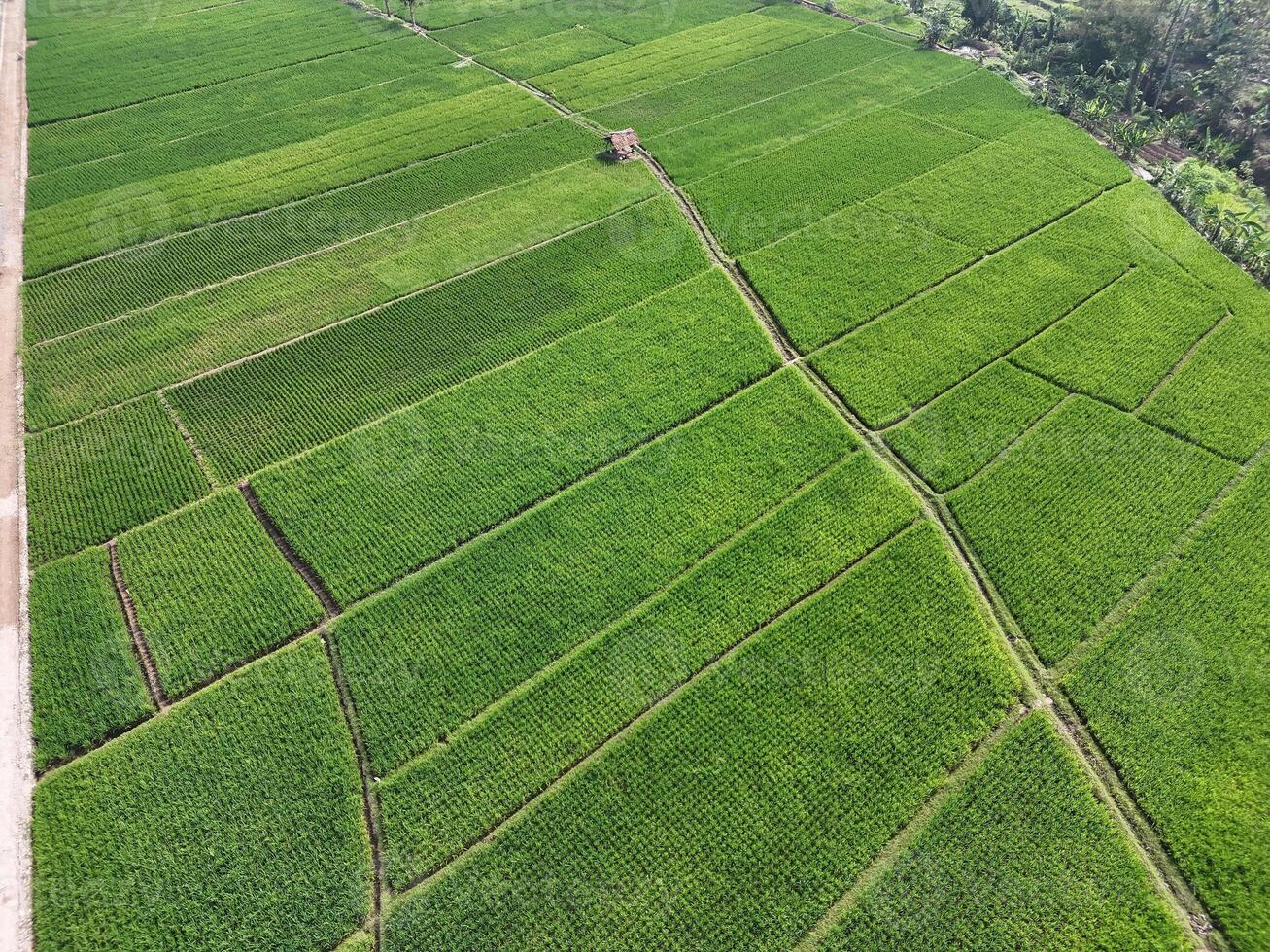 Aerial view of lush green paddy field. Rice field in Indonesia. photo