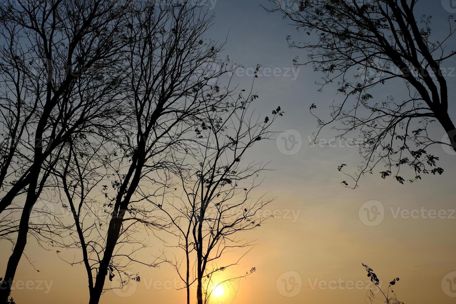 twilight and deciduous teak trees. teak tree shadows form a black silhouette. photo