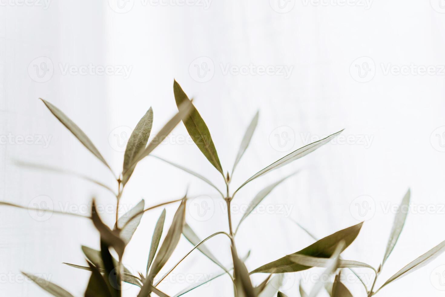 The branches of a young olive tree in front of a white background photo