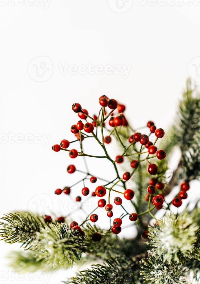 Minimalistic Christmas composition with fir branches and red berries in vase on white background photo
