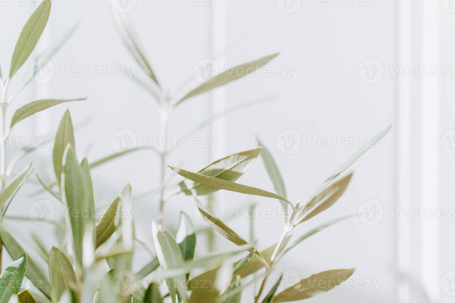 The branches of a young olive tree in front of a white background photo