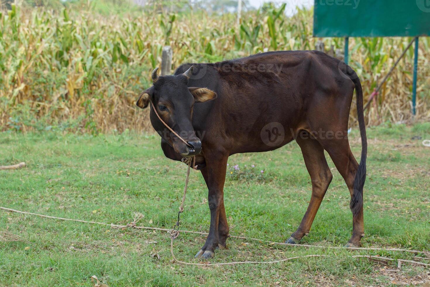 Thai native cattle They are cattle that are easy to raise. Small body, many colors such as red, black, brown, small hump, thin neck dewlap, no skin under the belly. photo