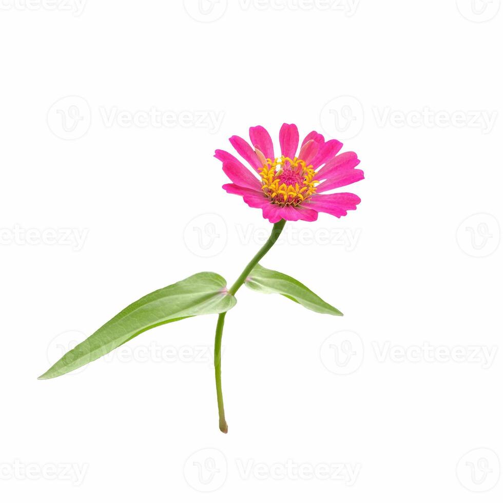 Isolated side view of pink zinnia flowers on a white background. Soft and selective focus. photo