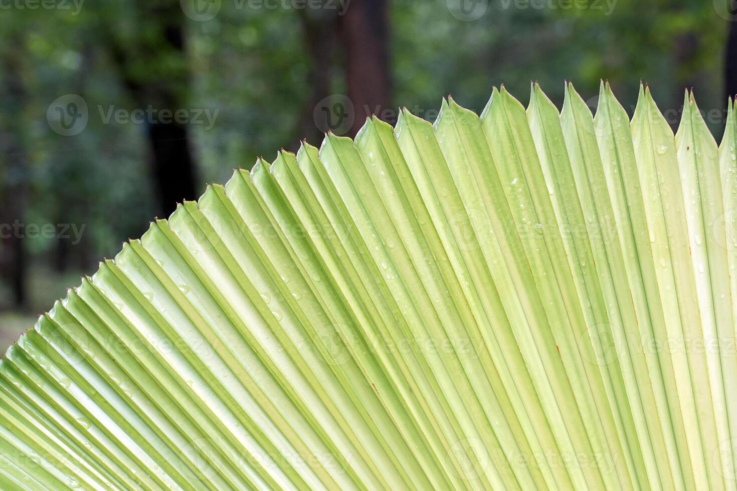 The leaves of Licuala grandis are single, fan-shaped, shiny green, folded into frequent pleats along the length of the leaf, and the edges of the leaves are pointed at regular intervals. photo