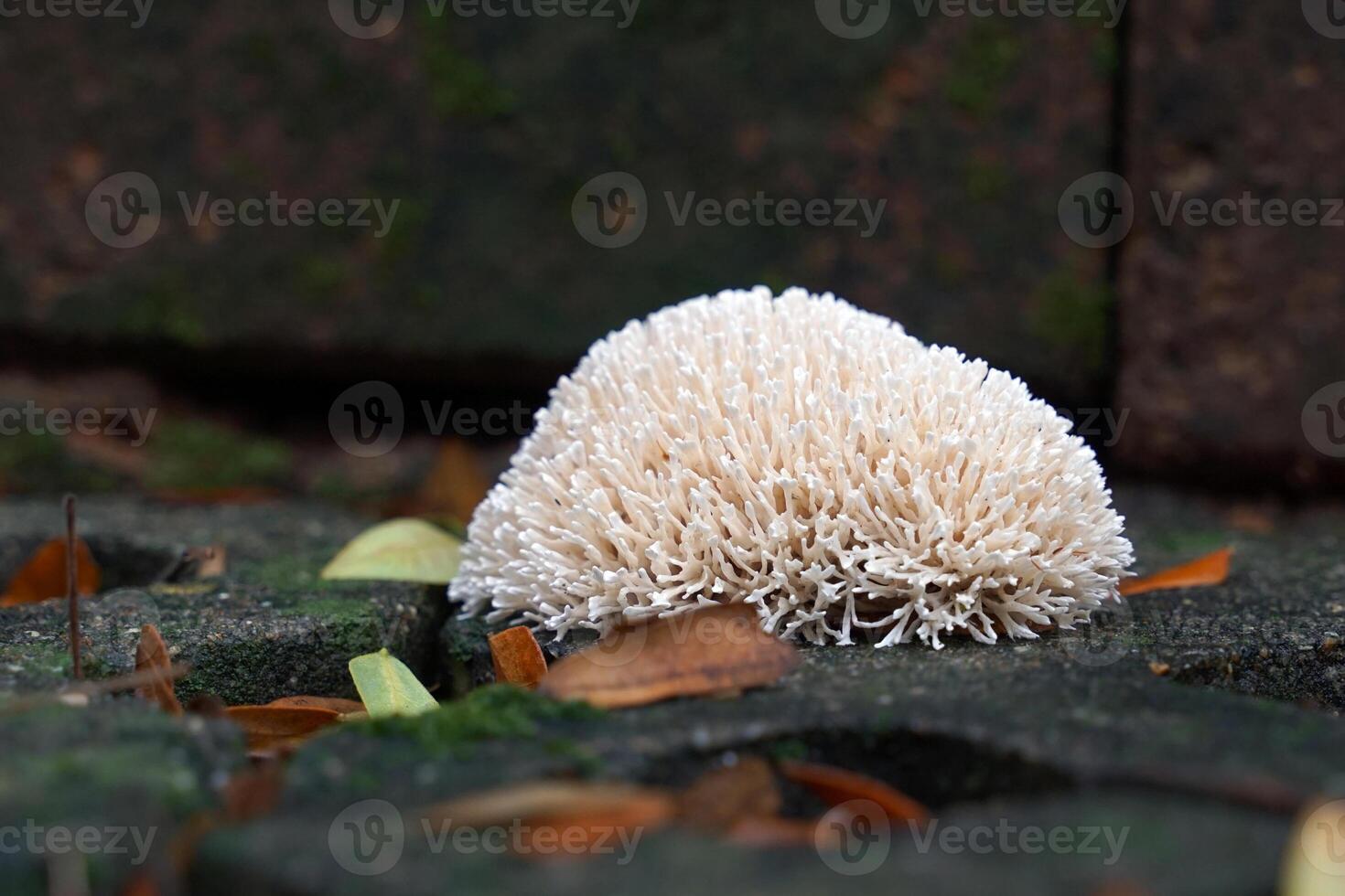 The white coral fungus group has upright flowers and branches into small branches resembling corals, singly or in groups. Found growing on the ground or on wood. photo