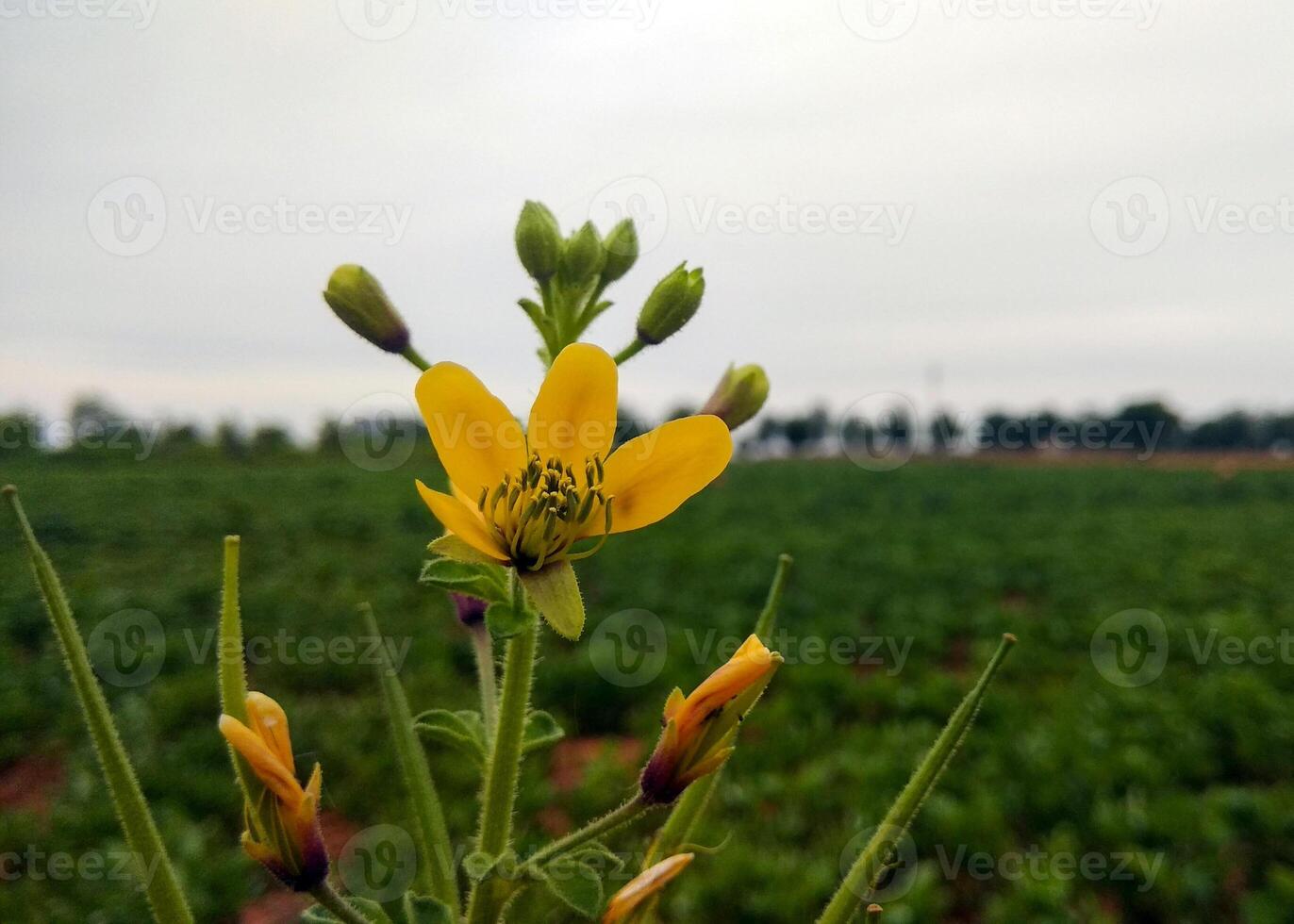 Closeup of a vibrant yellow Asian Spider flower, also known as Cleome viscosa or tick weed, in full bloom. Its delicate petals and prominent stamens are sharply focused, highlighting intricate details photo
