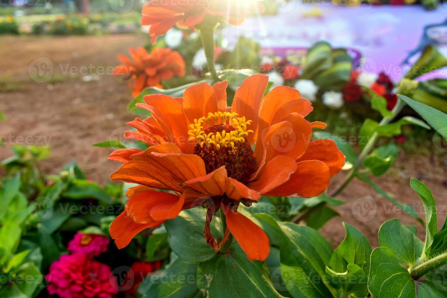A vibrant orange Zinnia, also known as youth-and-age, blooms in warm sunlight at Lalbagh Botanical Garden. Its petals shift from deep orange to light, with a yellow center in sharp focus. photo