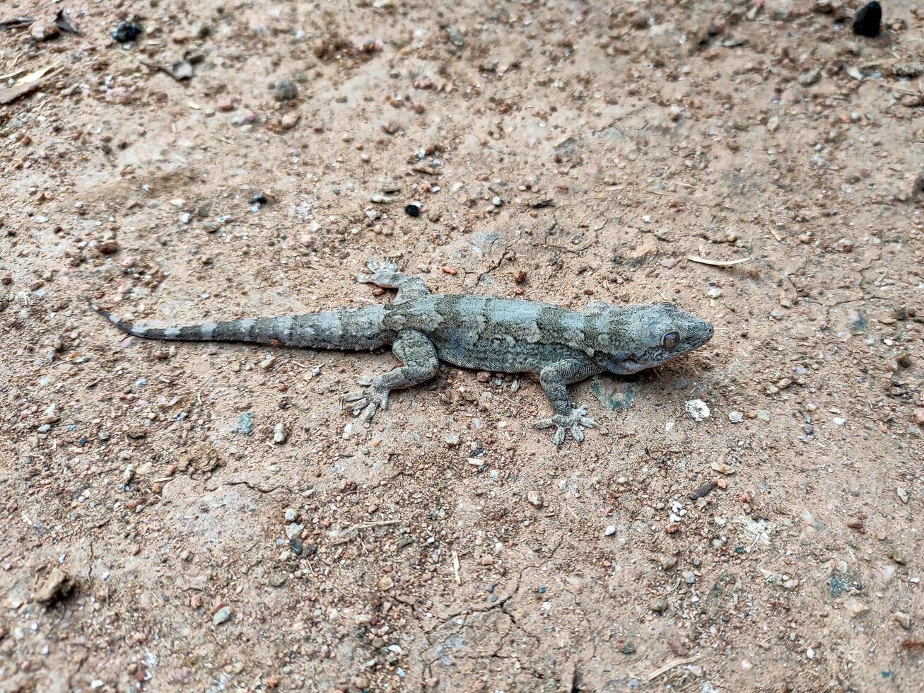 Closeup of a large Indian house gecko on sandy ground highlights its natural camouflage. It has grayish-brown coloring with darker body and tail markings, plus large, round eyes with vertical pupils. photo