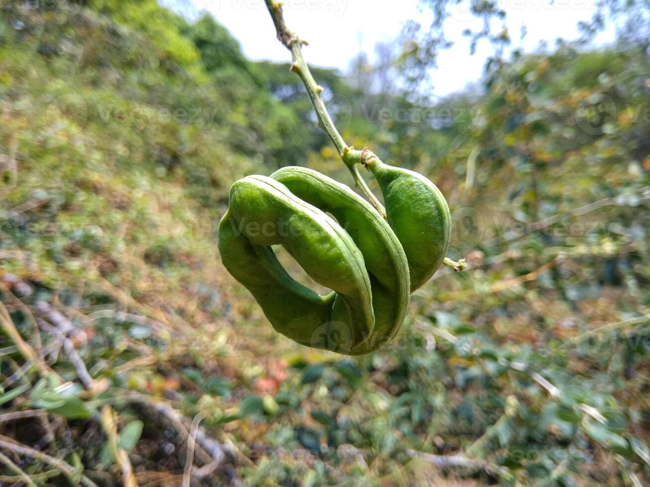 A cluster of immature Manila tamarind pods or Pithecellobium dulce hangs from a branch, surrounded by lush green foliage. The pods are a vibrant green color and have a distinctive curved shape. photo