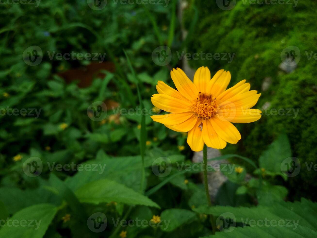 A vibrant yellow Wedelia flower, or Sphagneticola trilobata, blooms against lush green foliage. Its petals shine a rich golden hue, with a darker center adding striking contrast. photo