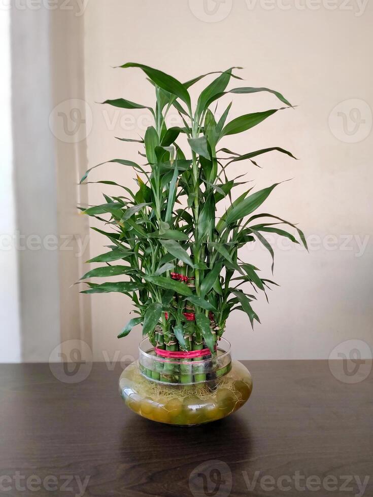 A vibrant Lucky Bamboo plant, also called Dracaena sanderiana, sits in a decorative glass vase. Its slender green stems and lush leaves symbolize various forms of luck, like health, wealth, and love. photo