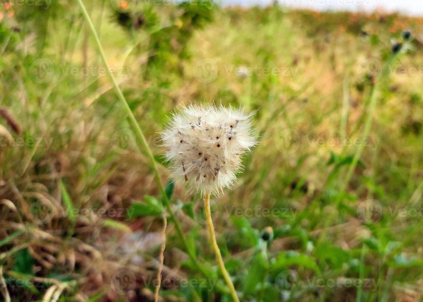 A close-up of Tridax procumbens, or Coatbuttons, features a fluffy white seed head in bloom, ready to disperse seeds. A blurred green field enhances the flower's delicate beauty, ideal for studies. photo