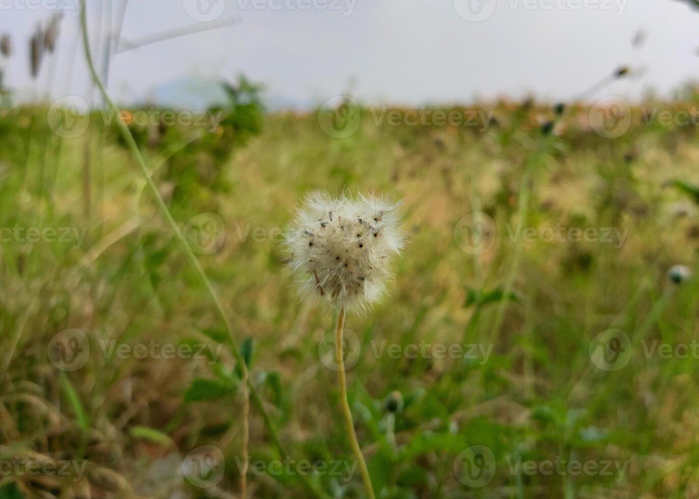 A close-up of a ripe Tridax procumbens, or Coatbuttons, shows its fluffy white seed head in full bloom, ready to disperse seeds. A blurred green field highlights the flower's delicate beauty. photo