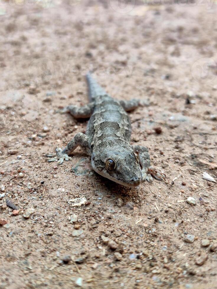 A closeup portrait of a large Indian gecko reveals intricate details and a curious expression. Its mottled brown body blends seamlessly with the sandy, earthy background, enhancing its camouflage. photo