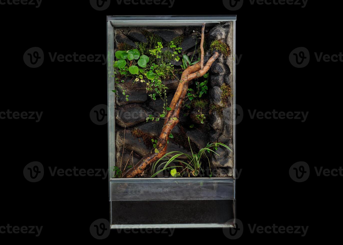 Vertical Terrarium with Plants and Branch on Rocky Background photo