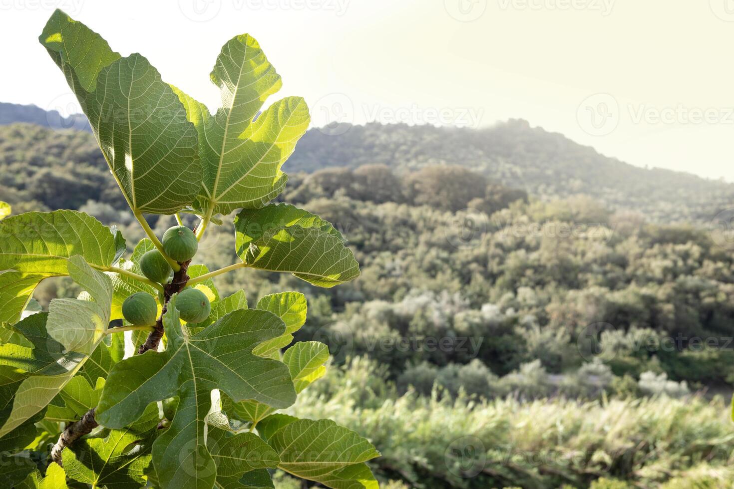 Fig tree branch with unripe figs in a sunny landscape photo