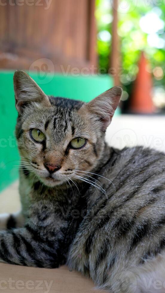 A tabby cat eyes that are very sharp and relaxed. Cat and animal lover. Bokeh background. photo