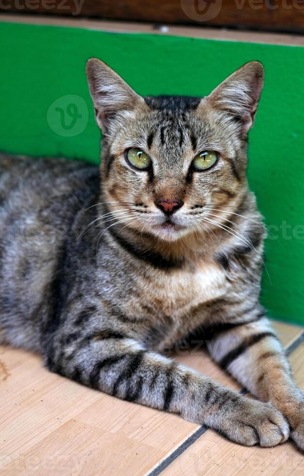 A tabby cat is looking at the camera with a sharp gaze while being photographed. Cat and animal lover photo