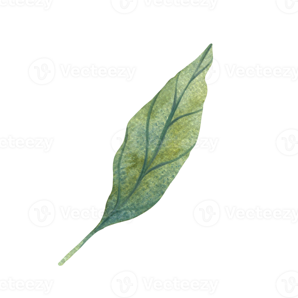 Watercolor illustration of green leaves with detailed veins. Perfect for nature themed design, botanical illustrations, and eco friendly projects. Suitable for backgrounds, patterns, or seasonal decor png