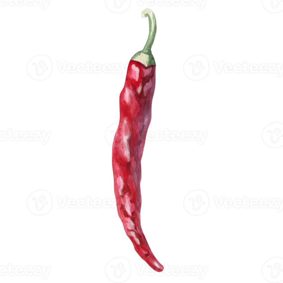 Chili pepper pod, side view. Isolated watercolor illustration for spice packaging design, cookbook, fabric printing, restaurant print design, tableware and kitchenware png