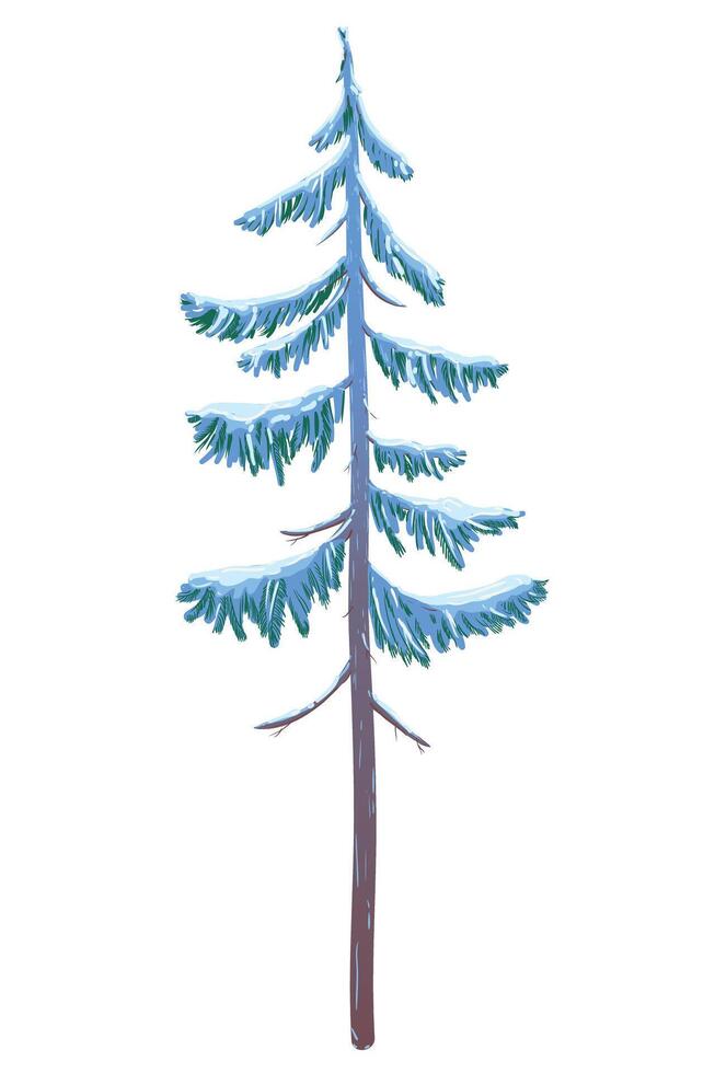 illustration of a spruce tree in the snow on a white background. Green fluffy pine covered with snow. Winter snow-covered tree for Christmas scene, New Year card. Winter design element. vector