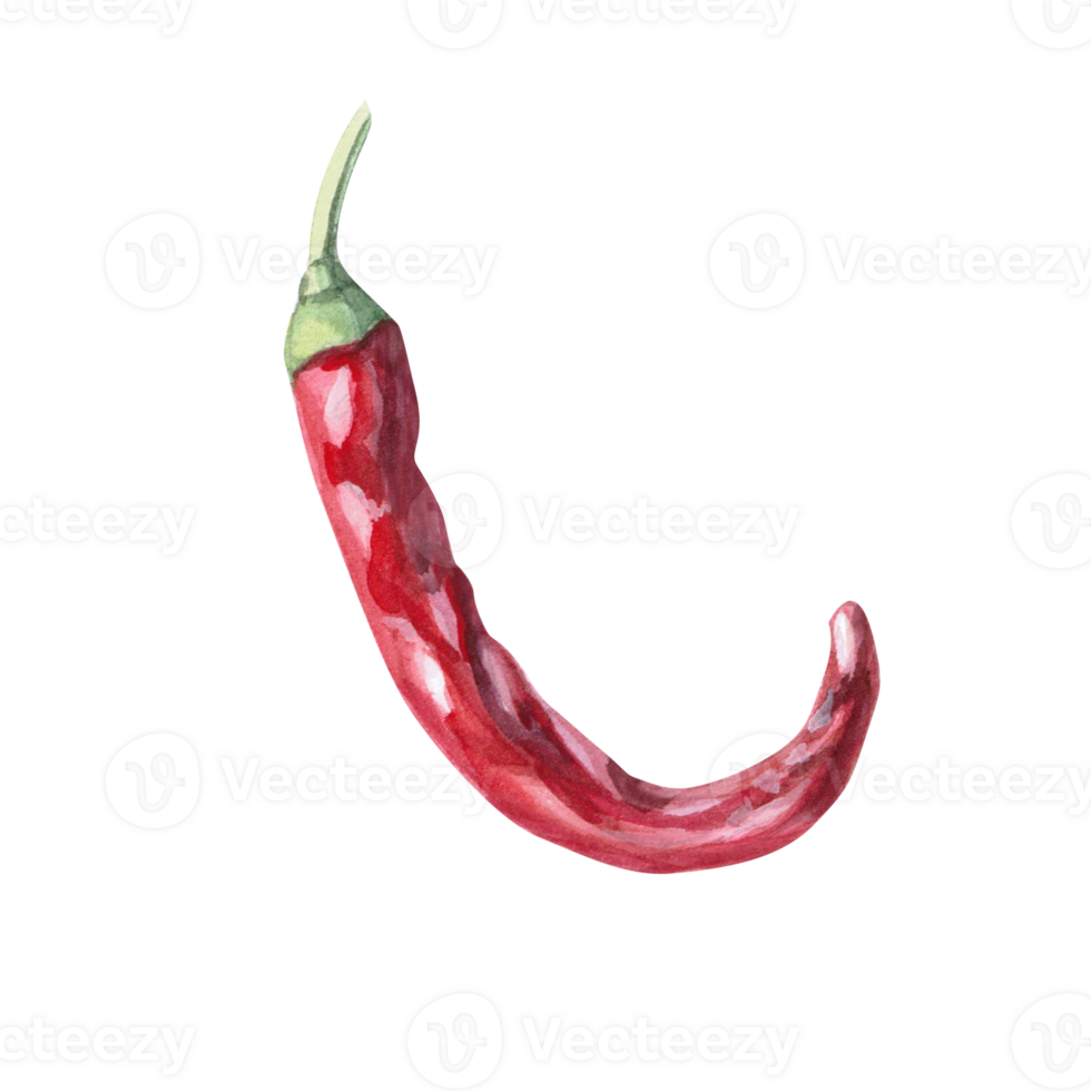 Curved red pepper pod. Isolated watercolor illustration for spice packaging design, cookbook, fabric printing, restaurant print design, tableware and kitchenware png