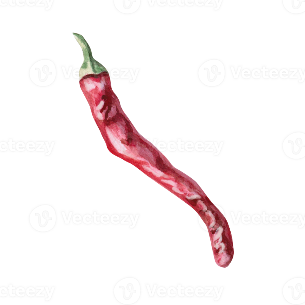 Red chili pepper pod, side view. Isolated watercolor illustration for spice packaging design, cookbook, fabric printing, restaurant print design, tableware and kitchenware. png