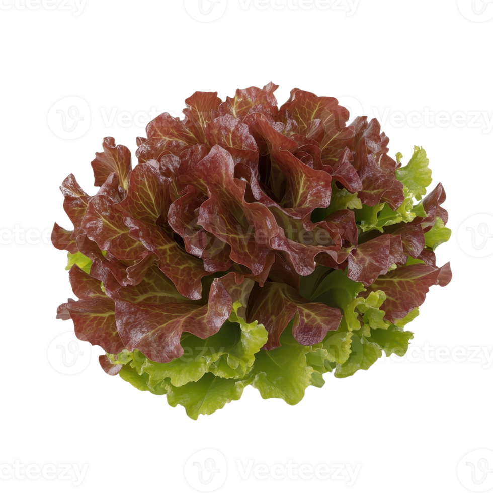 Fresh and vibrant lettuce showcasing rich colors and textures, perfect for salads and healthy dishes. png