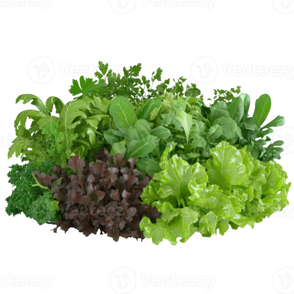 A vibrant assortment of fresh salad greens, perfect for healthy meals and vibrant dishes. png
