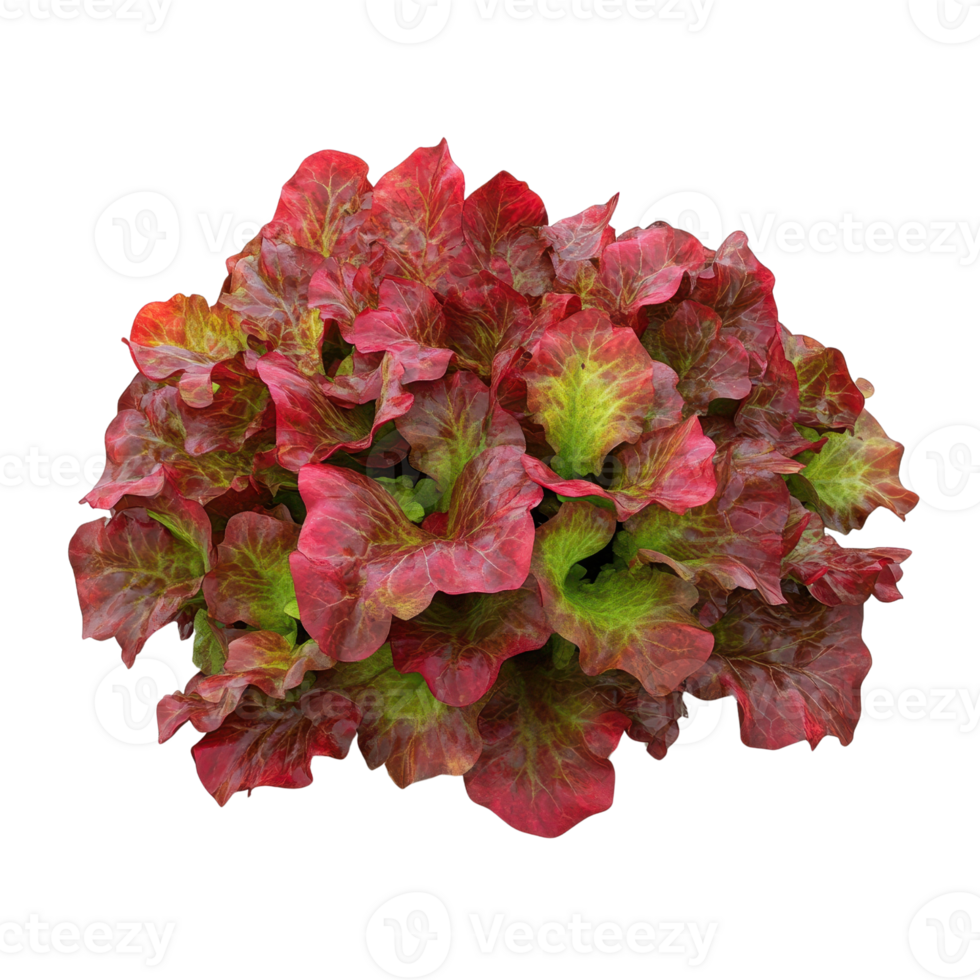 Vibrant red and green lettuce variety, showcasing fresh leaves ideal for salads and culinary dishes. png