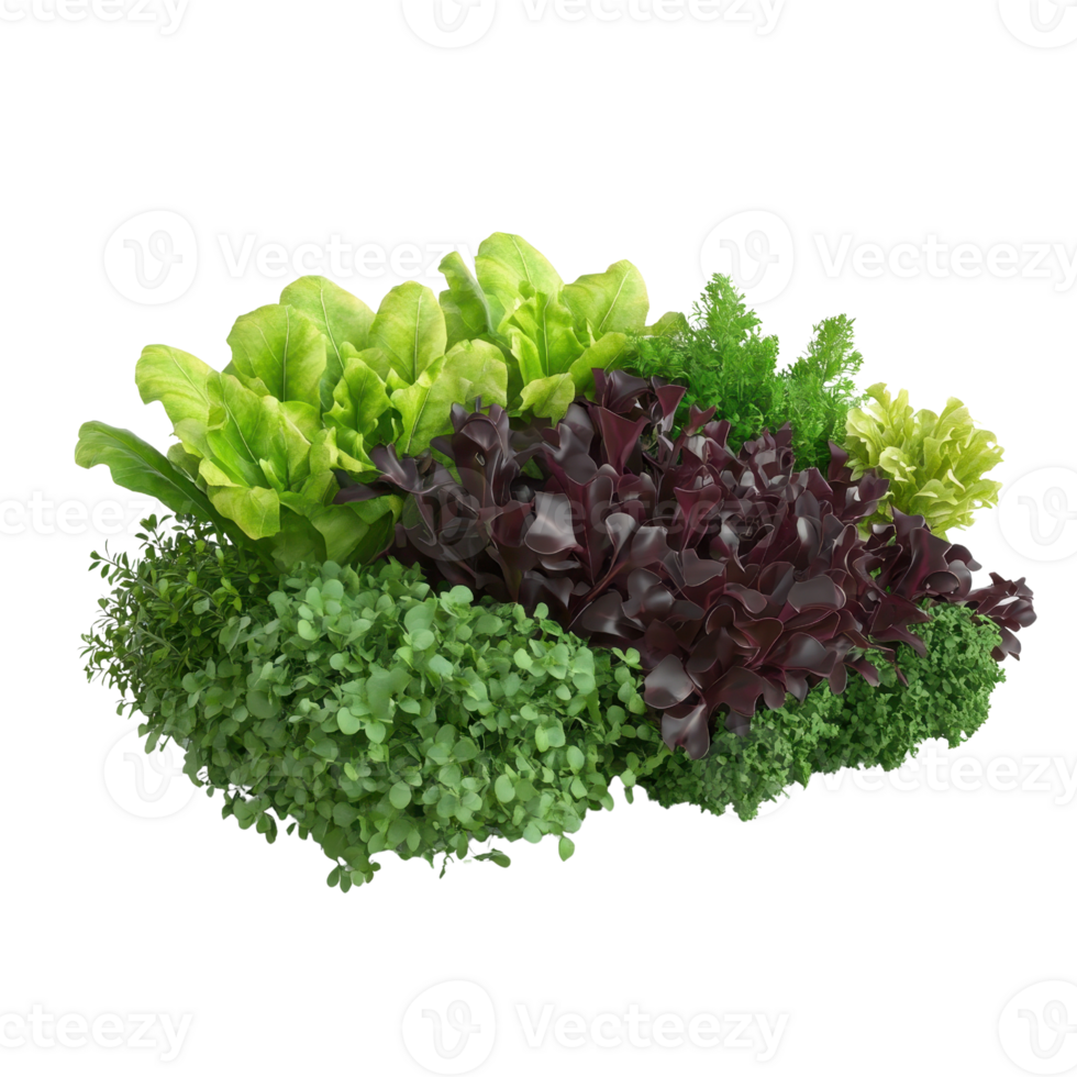 Vibrant assortment of fresh leafy greens, featuring lettuce and herbs, perfect for salads and healthy dishes. png