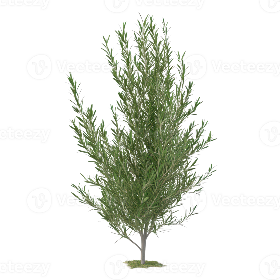 A vibrant green olive tree with lush foliage, perfect for enhancing garden landscapes or culinary themes. png