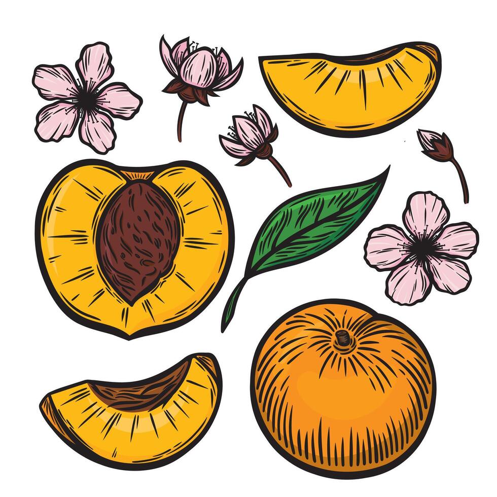 A set of peaches in the style of line drawing vector