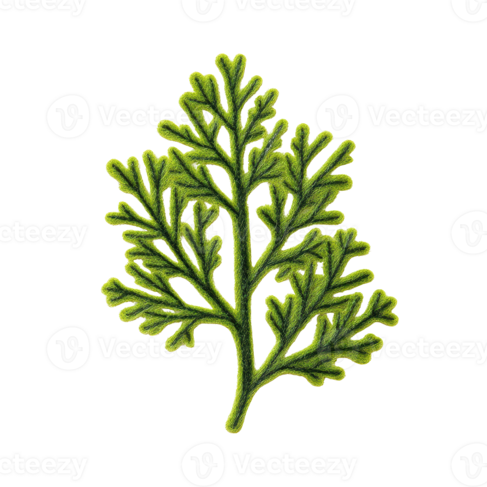Detailed illustration of a green leaf, showcasing intricate patterns and vibrant color, ideal for nature-themed projects. png