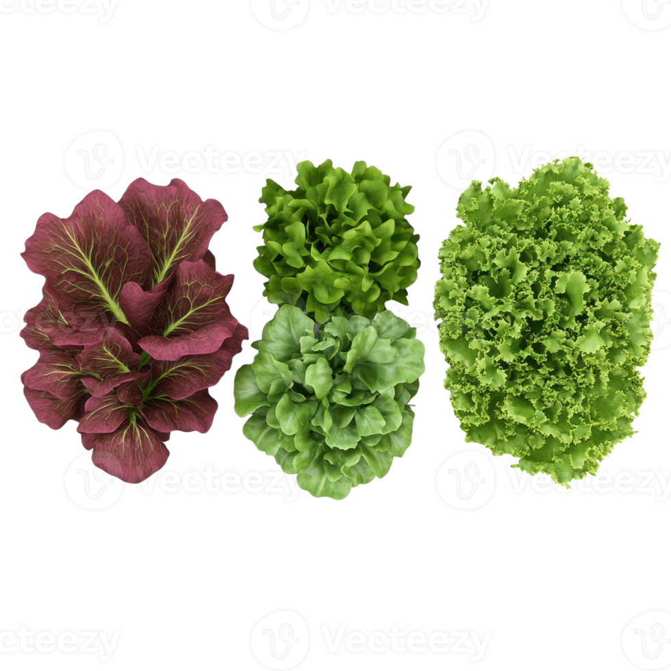 A vibrant assortment of fresh lettuce varieties showcasing their rich colors and textures, perfect for healthy recipes and salads. png