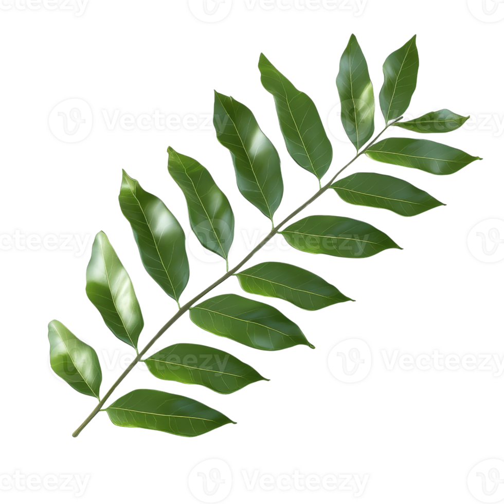 A vibrant green leaf with a glossy surface, perfect for nature-themed designs and backgrounds. png