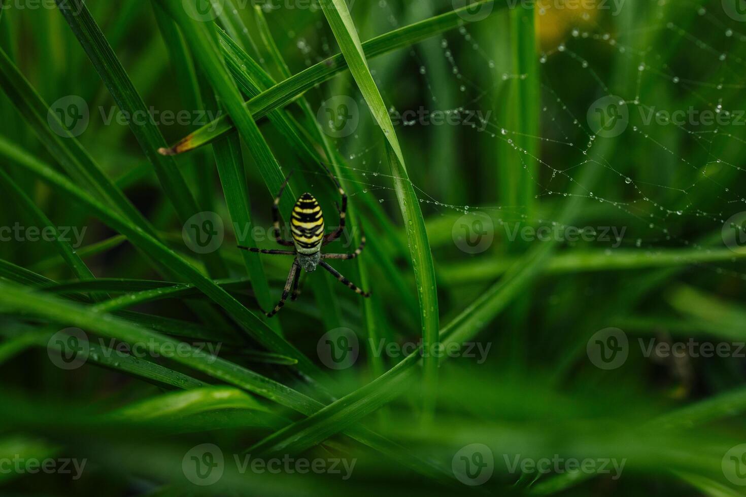 A big wasp spider , Argiope bruennichi sitting in web, sunny day in summer , Vienna, Austria photo