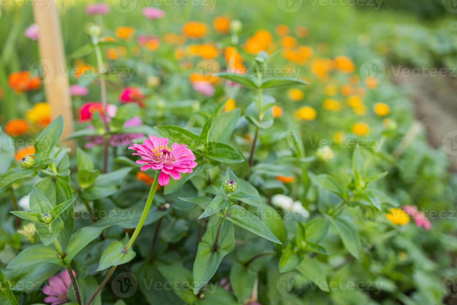 Sunny summer day.In a flower bed in a large number various zinnias grow and blossom. photo