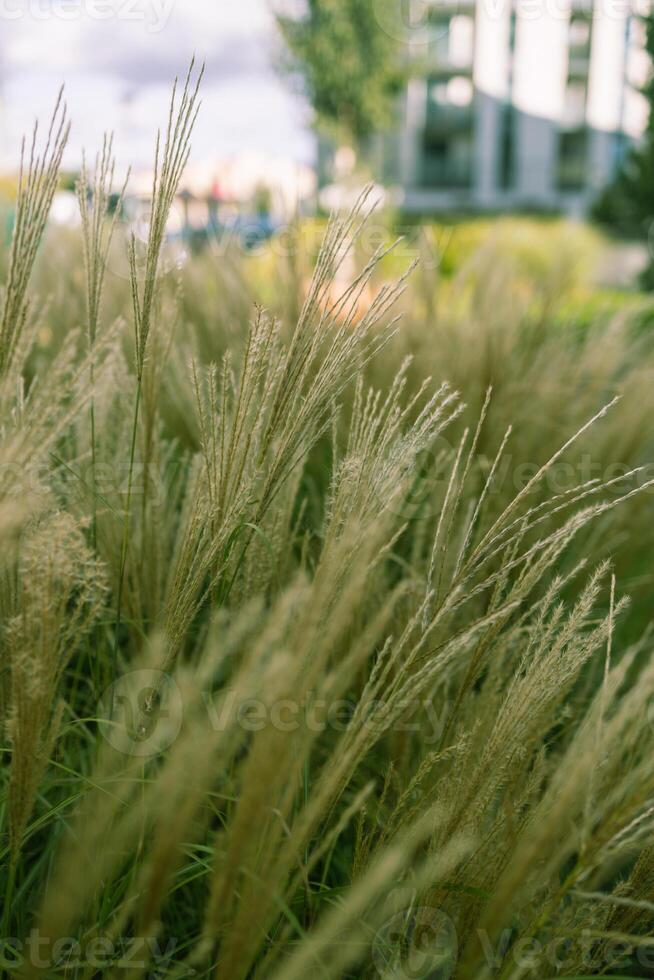 Abstract natural background of soft plants Cortaderia selloana. Pampas grass on a blurry bokeh. photo