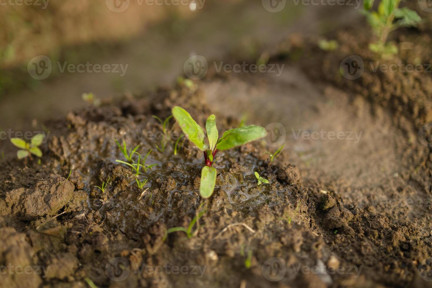 Close up of a small beet seedling growing in moist soil in a greenhouse. photo