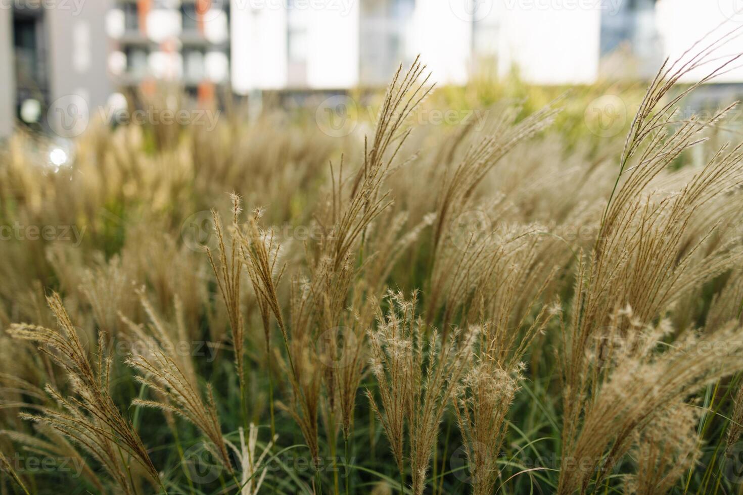 Abstract natural background of soft plants Cortaderia selloana. Pampas grass on a blurry bokeh. photo