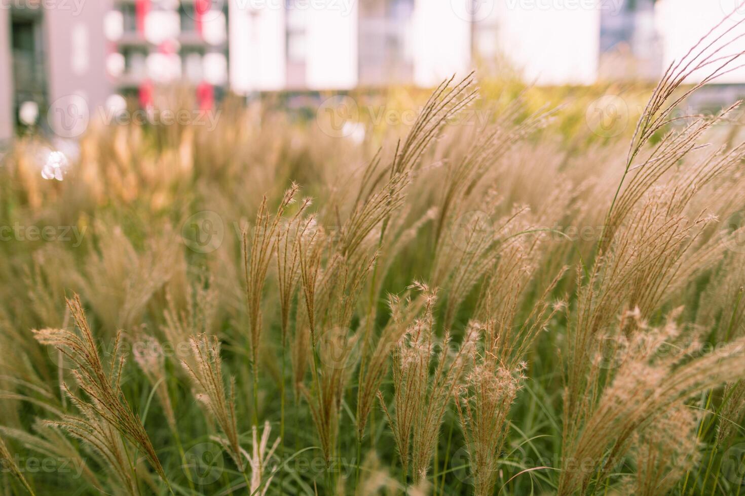 Abstract natural background of soft plants Cortaderia selloana. Pampas grass on a blurry bokeh. photo