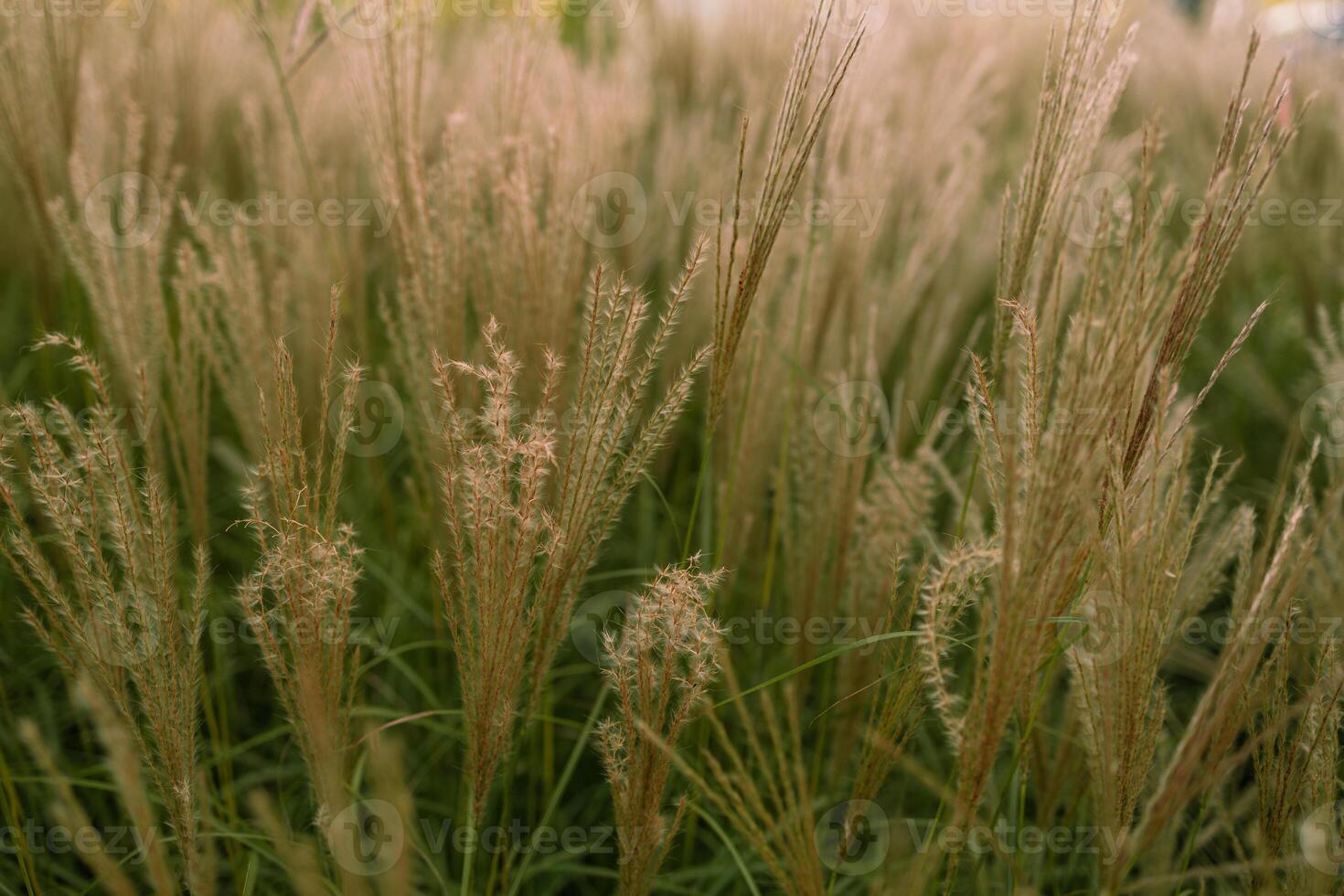 Abstract natural background of soft plants Cortaderia selloana. Pampas grass on a blurry bokeh. photo