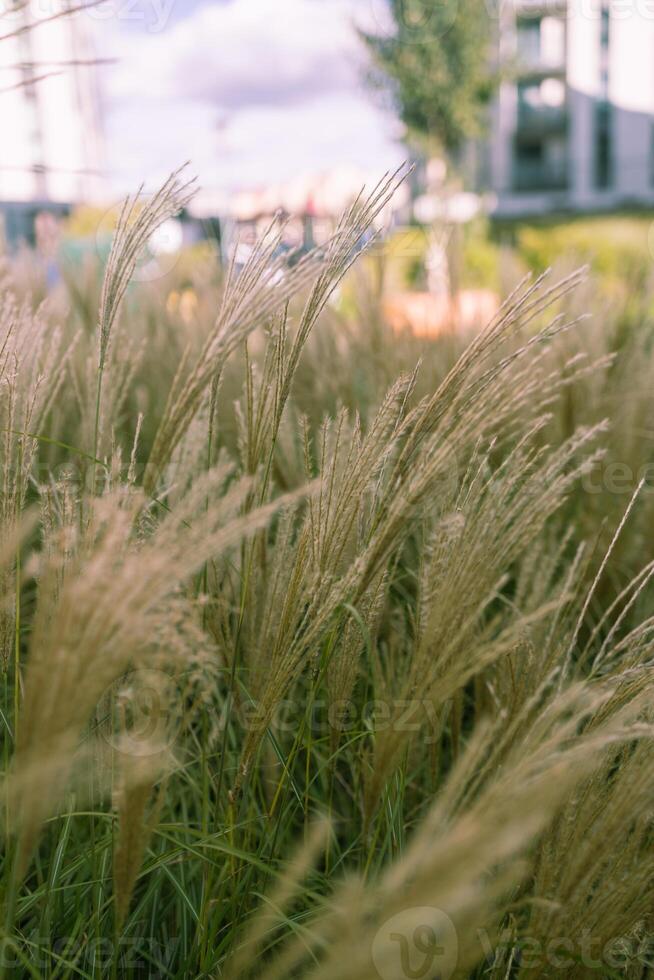 Abstract natural background of soft plants Cortaderia selloana. Pampas grass on a blurry bokeh. photo