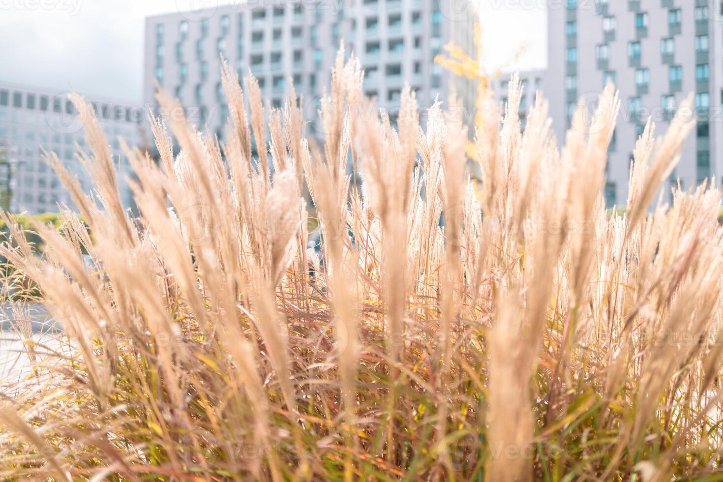 Abstract natural background of soft plants Cortaderia selloana. Pampas grass on a blurry bokeh. photo