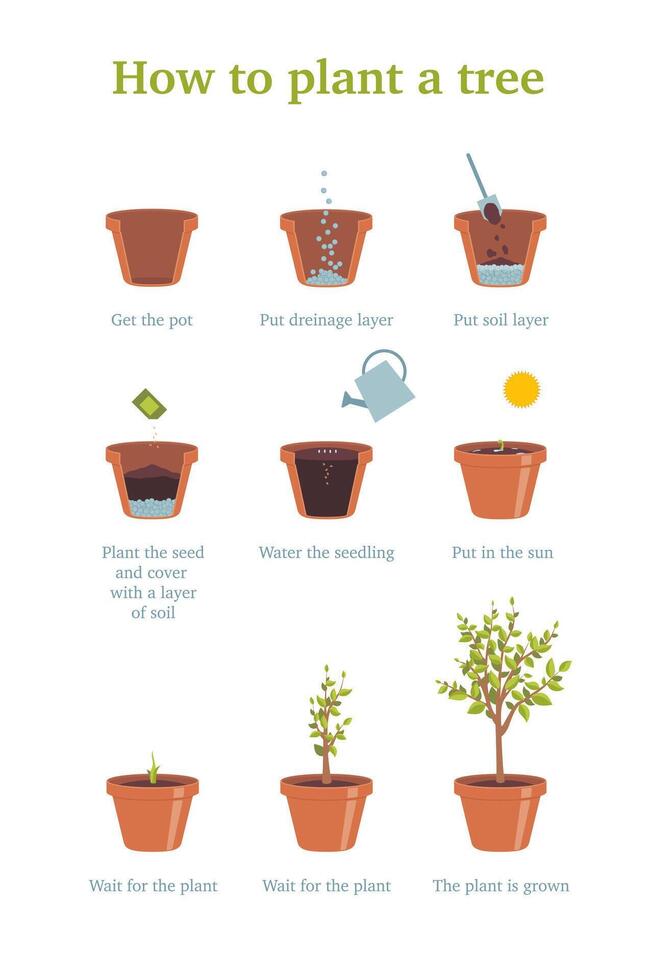 Cartoon Color Growing Plant Stages Poster Card. vector
